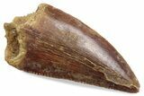 Serrated Raptor Tooth - Real Dinosaur Tooth #376420-1